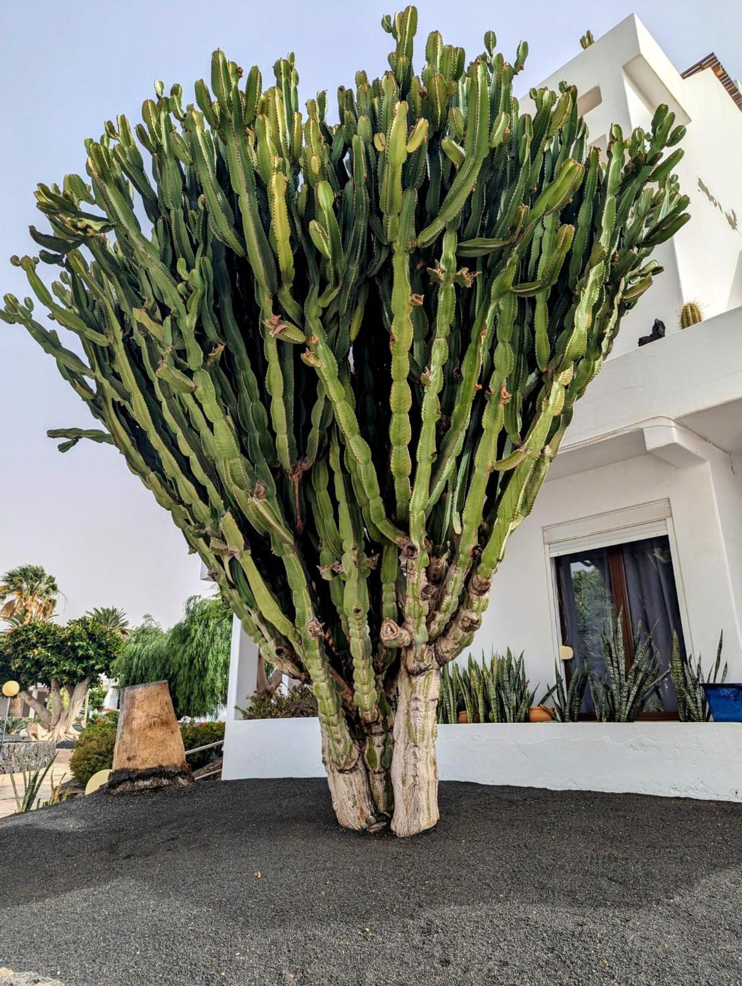 Charming Flat In Los Molinos With Terrace & Pools, Near Playa Bastian Costa Teguise Eksteriør bilde